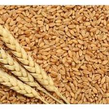 Atta, Rice, Daal